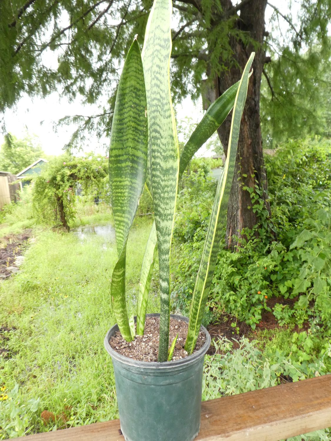 Snake Plant  (Sansevieria/ Dracaena)