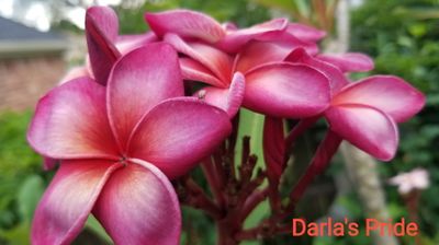 Plumeria “Darla’s Pride”