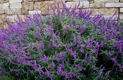 Mexican Bush Sage - salvia luecantha
