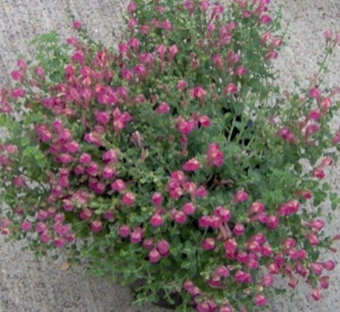 Pink Skullcap - Scuttellaria suffrutescens