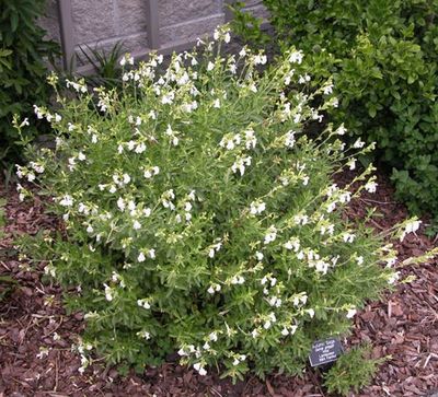 Salvia Greggii - White (alba)