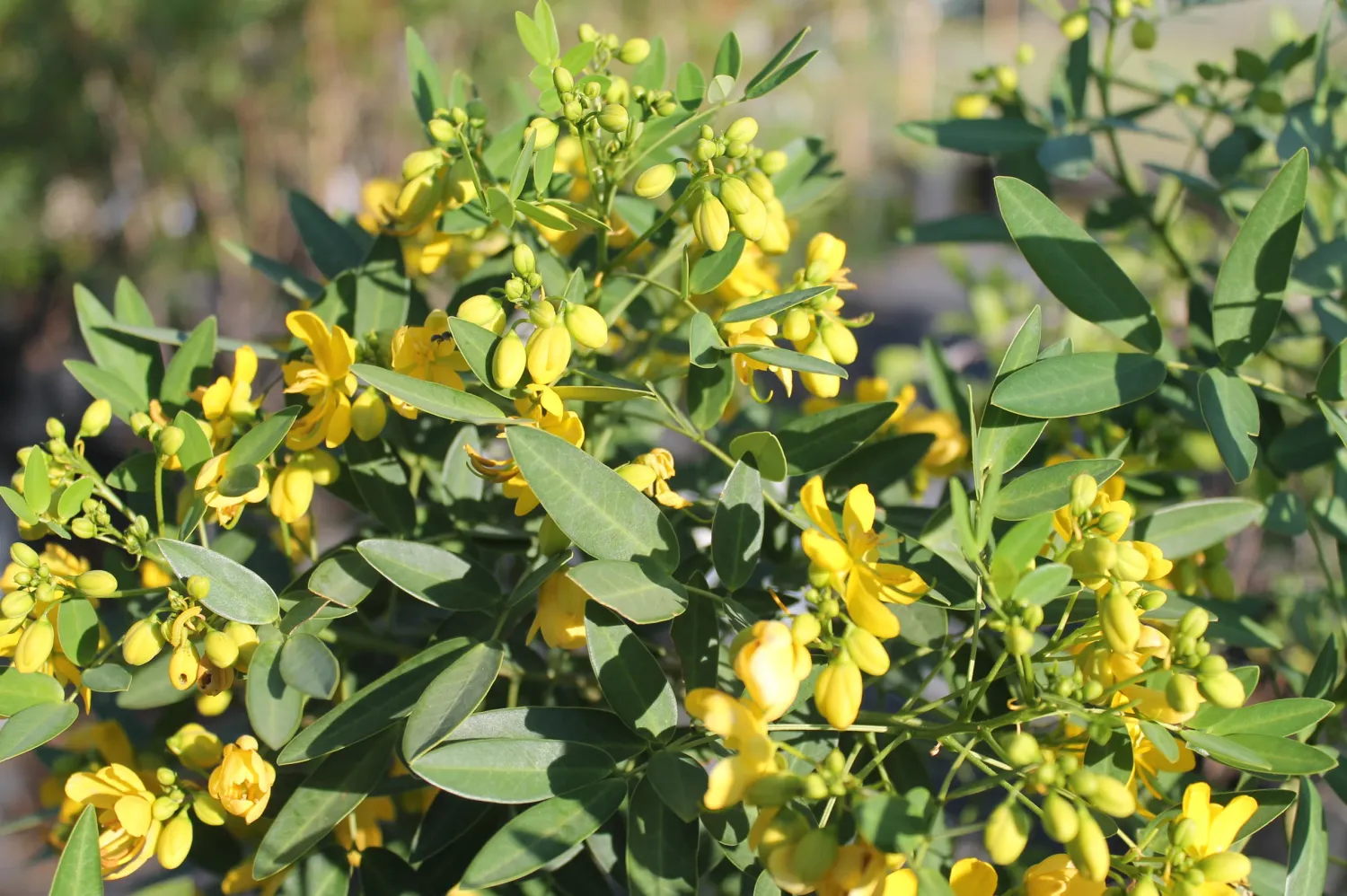 Common Tree Senna - senna corymbosa