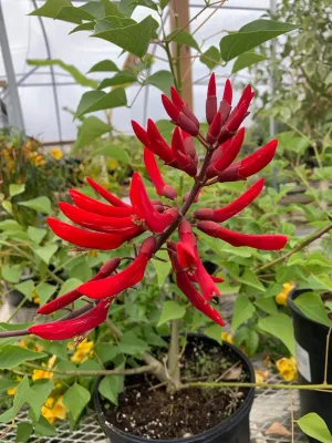 Coralbean Giant - Erythrina bidwilii