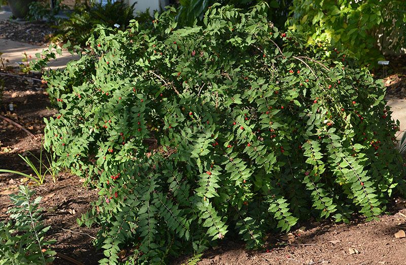 Dwarf Barbados Cherry