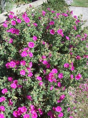 Rock Rose - pavonia lasiopetala