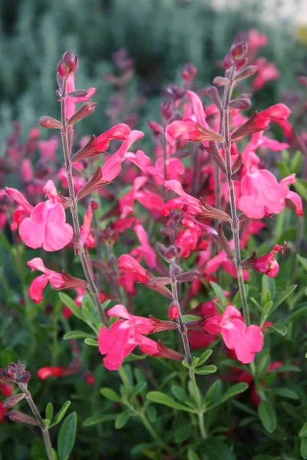 Salvia Greggii - Lipstick