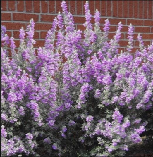 Texas Sage - Green      Leucophyllum frutescens