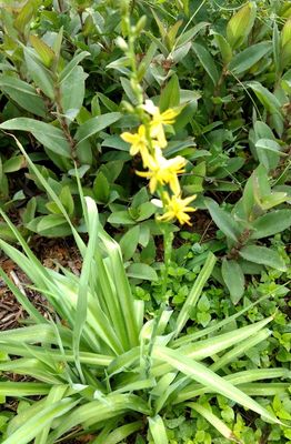 Texas Crag Lily