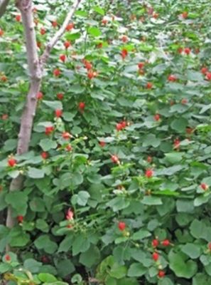 Turk&#39;s Cap -Malvaviscus arboreus var. drummondii