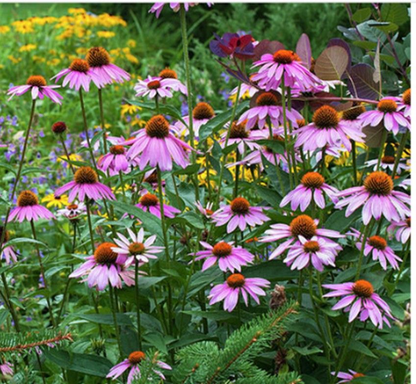 Coneflower Purple - Echinacea purpurea