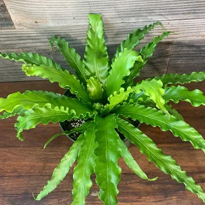 Birds Nest Fern, Victoria