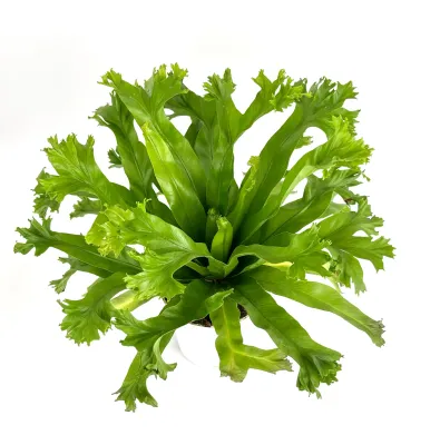 Birds Nest Fern, Japanese