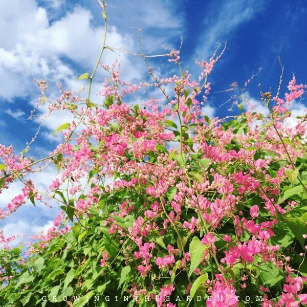 Coral Vine
