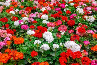 Geranium, Choice of Colors