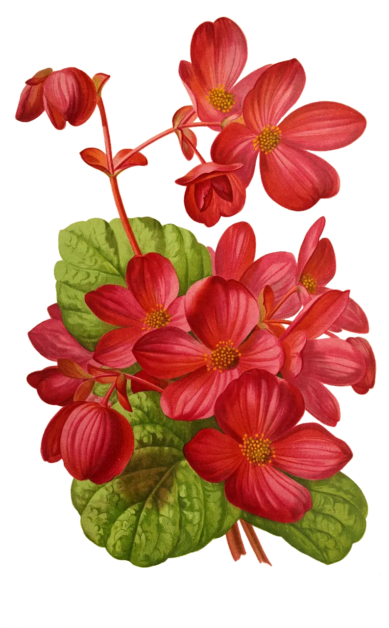 Begonia, Assorted
