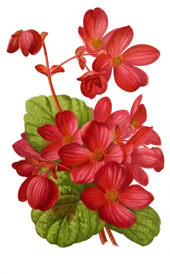 Begonia, Assorted