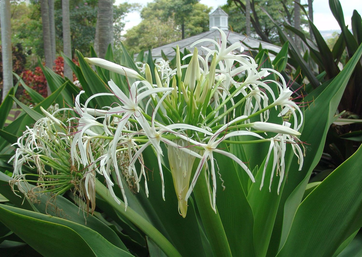 Giant Spider Lily