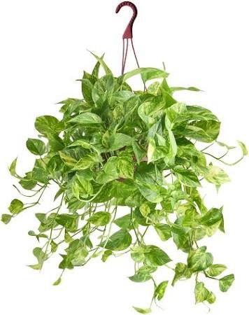 Pothos Variegated Hanging Basket