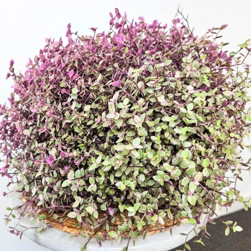 Miniature Wandering Jew