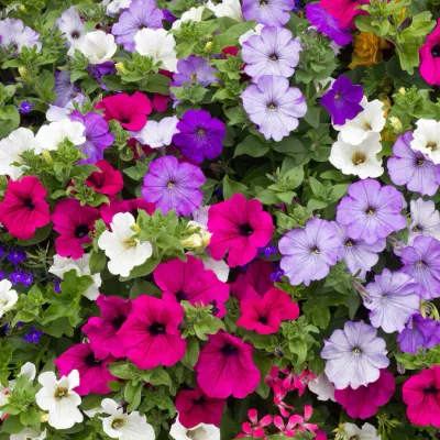 Petunias, Various Colors