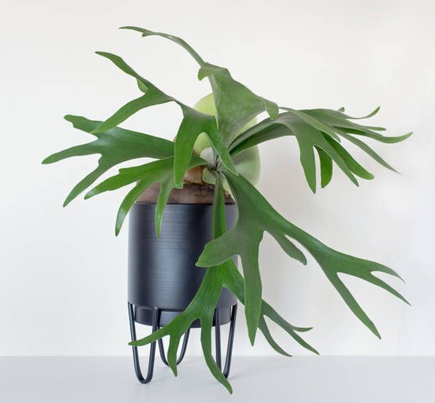 Staghorn Fern