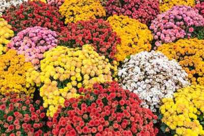 Chrysanthemums, Assorted Colors