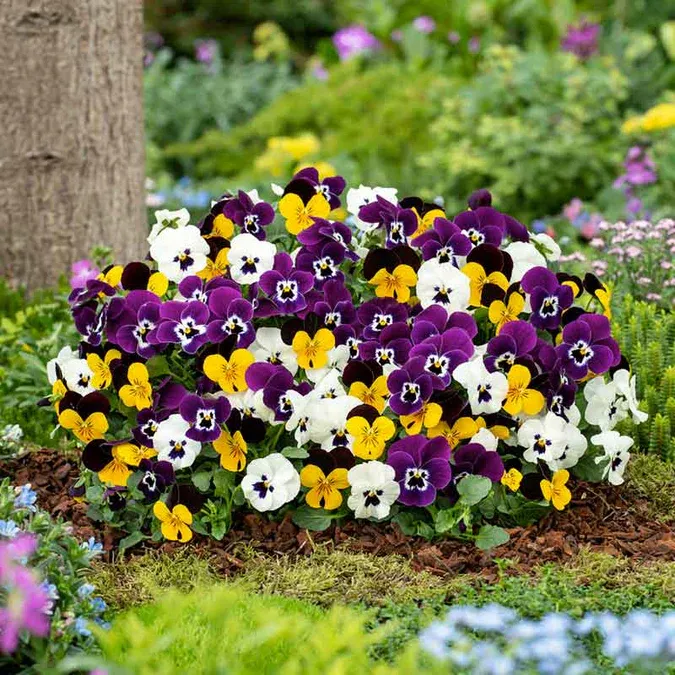 Pansies, Mixed