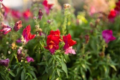 Snapdragons