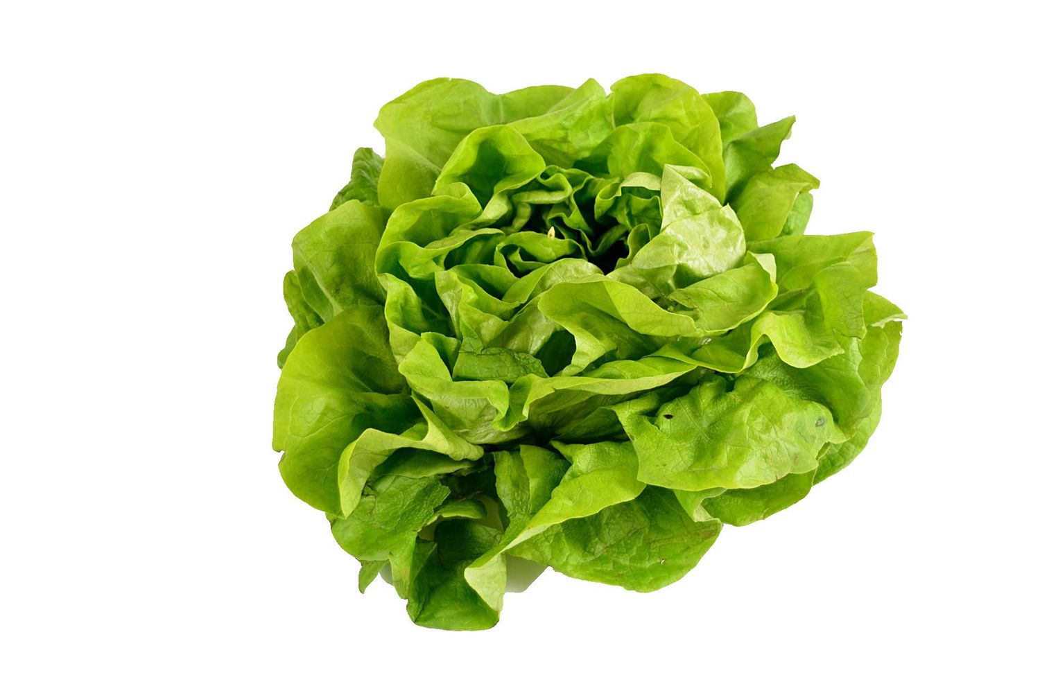 Buttercrunch Lettuce