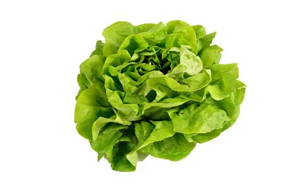 Buttercrunch Lettuce