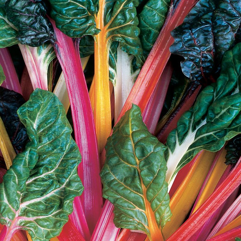 Swiss Chard, Bright Lights