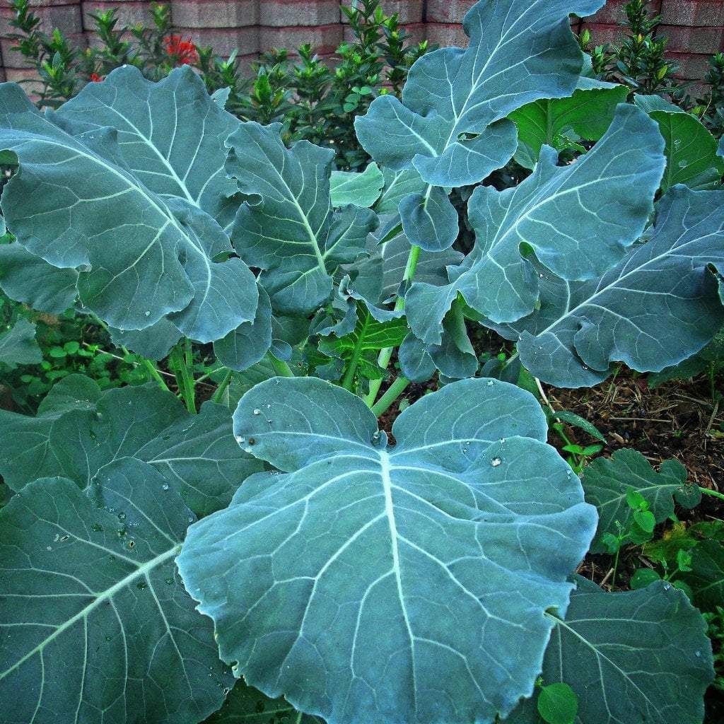 Collard Greens, Georgia Southern