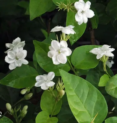 Arabian Jasmine