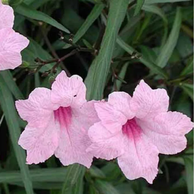 Ruellia Pink