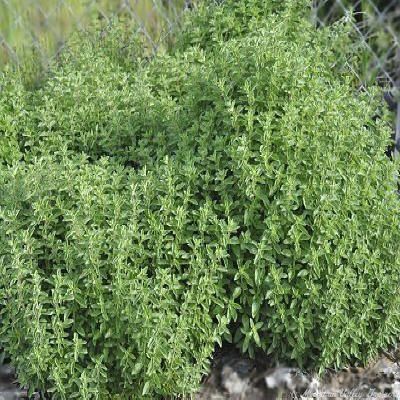 Italian Oregano
