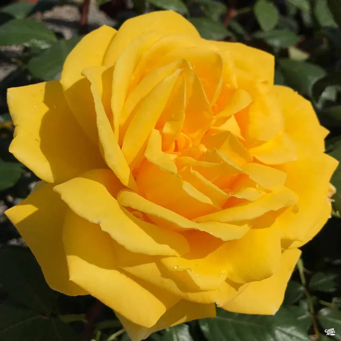 Rose, Radiant Perfume