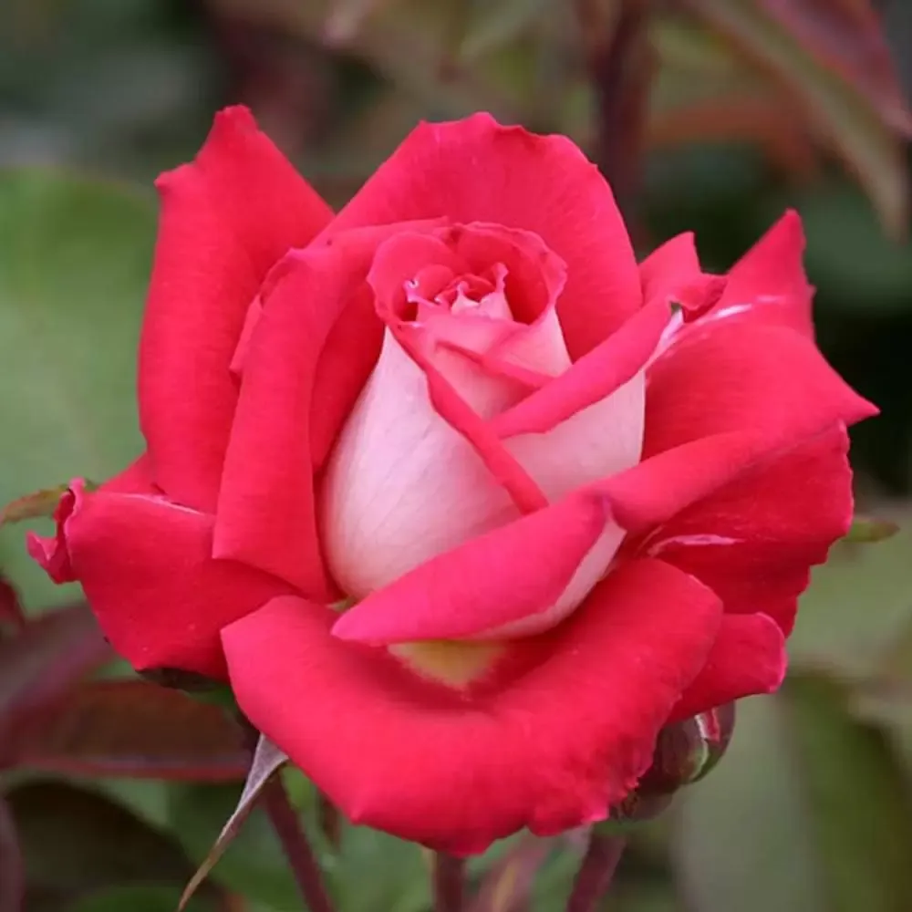Rose, Love