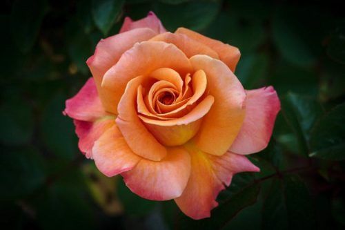 Rose, Arizona