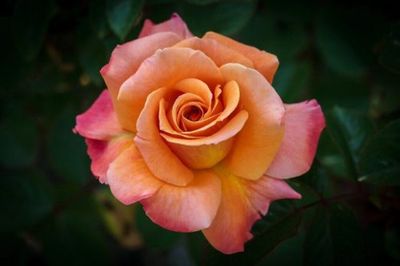 Rose, Arizona