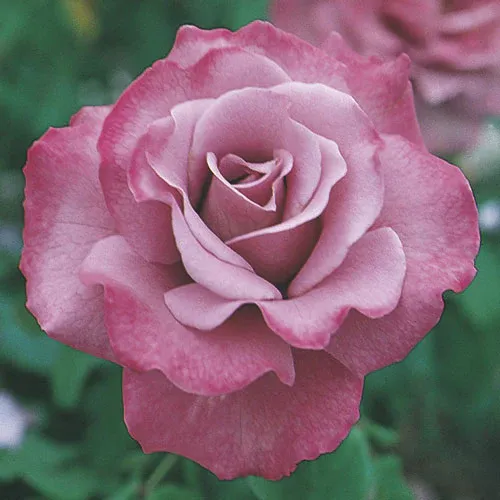 Rose, Angel Face