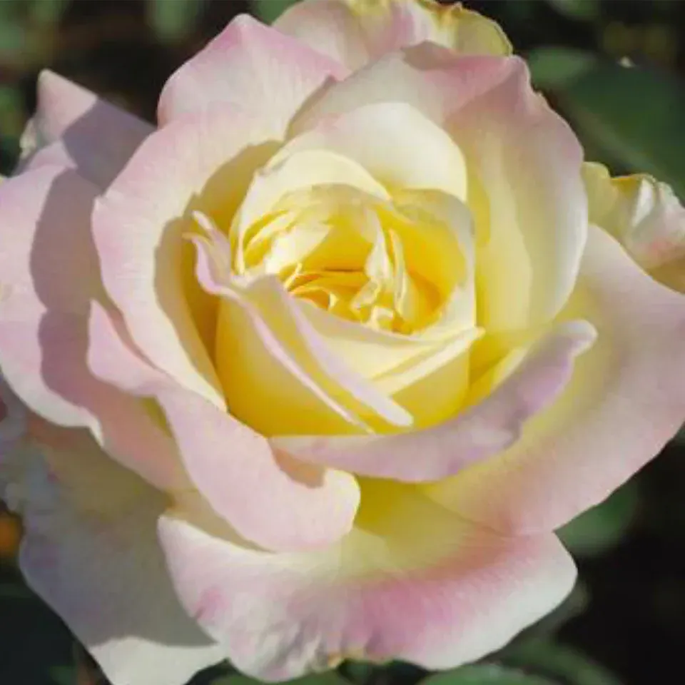 Rose, Garden Party