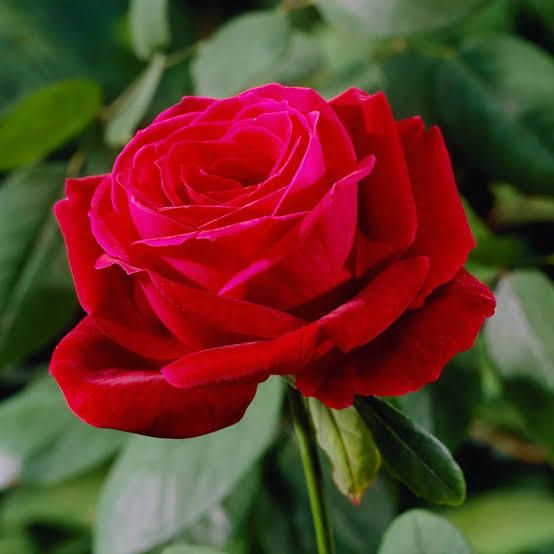 Rose, Mr. Lincoln