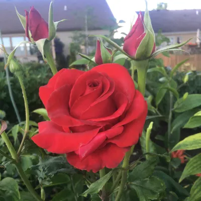 Rose, Veterans Honor