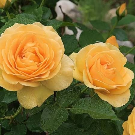 Rose, Julia Child