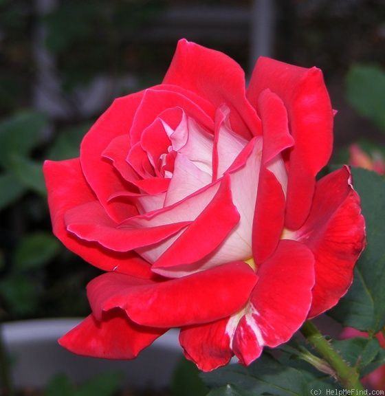 Rose, Snowfire