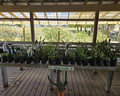 Succulents