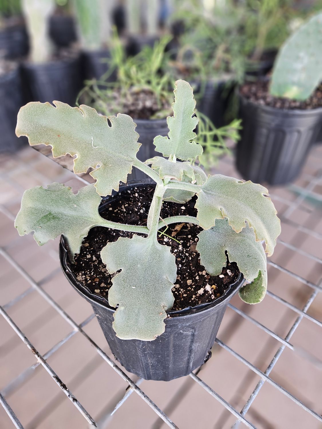 Kalenchoe Velvet Fernleaf