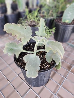 Kalenchoe Velvet Fernleaf