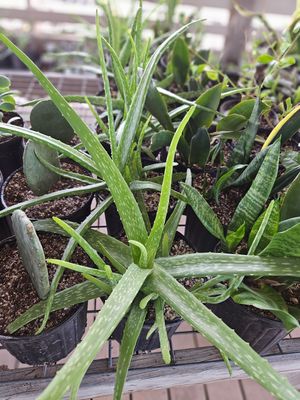 Aloe Vera