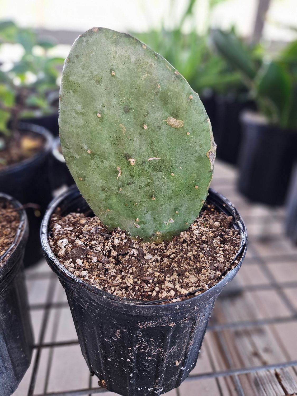 SPINELESS PRICKLY PEAR